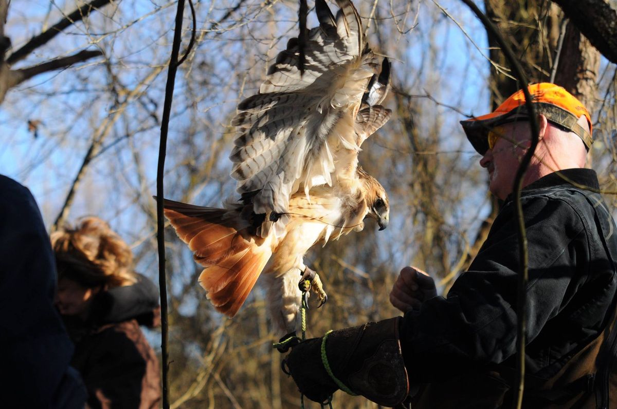 Introduction to Falconry