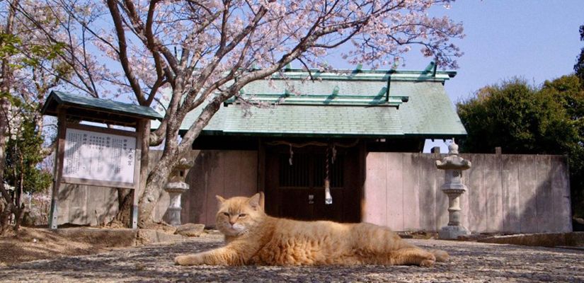 The Cats of Gokogu Shrine: Advance Screening 