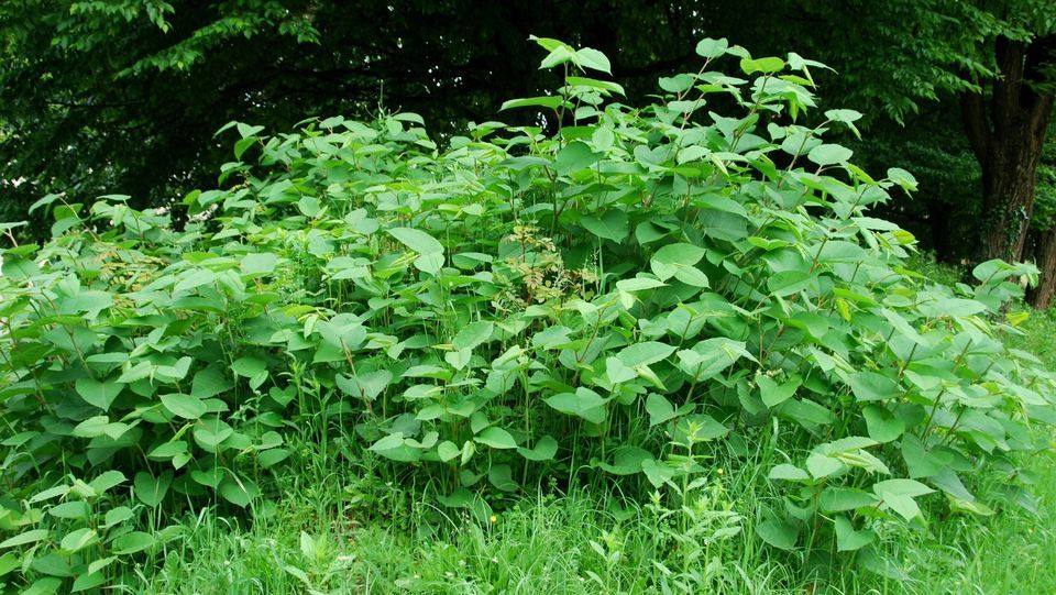 What are Invasive Plants and How Can We Help?, West Lafayette Public ...