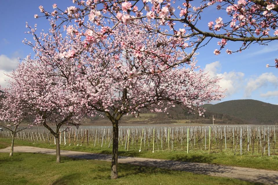 Ein Traum in Rosa: bitter, s\u00fc\u00df, salzig oder prickelnd?