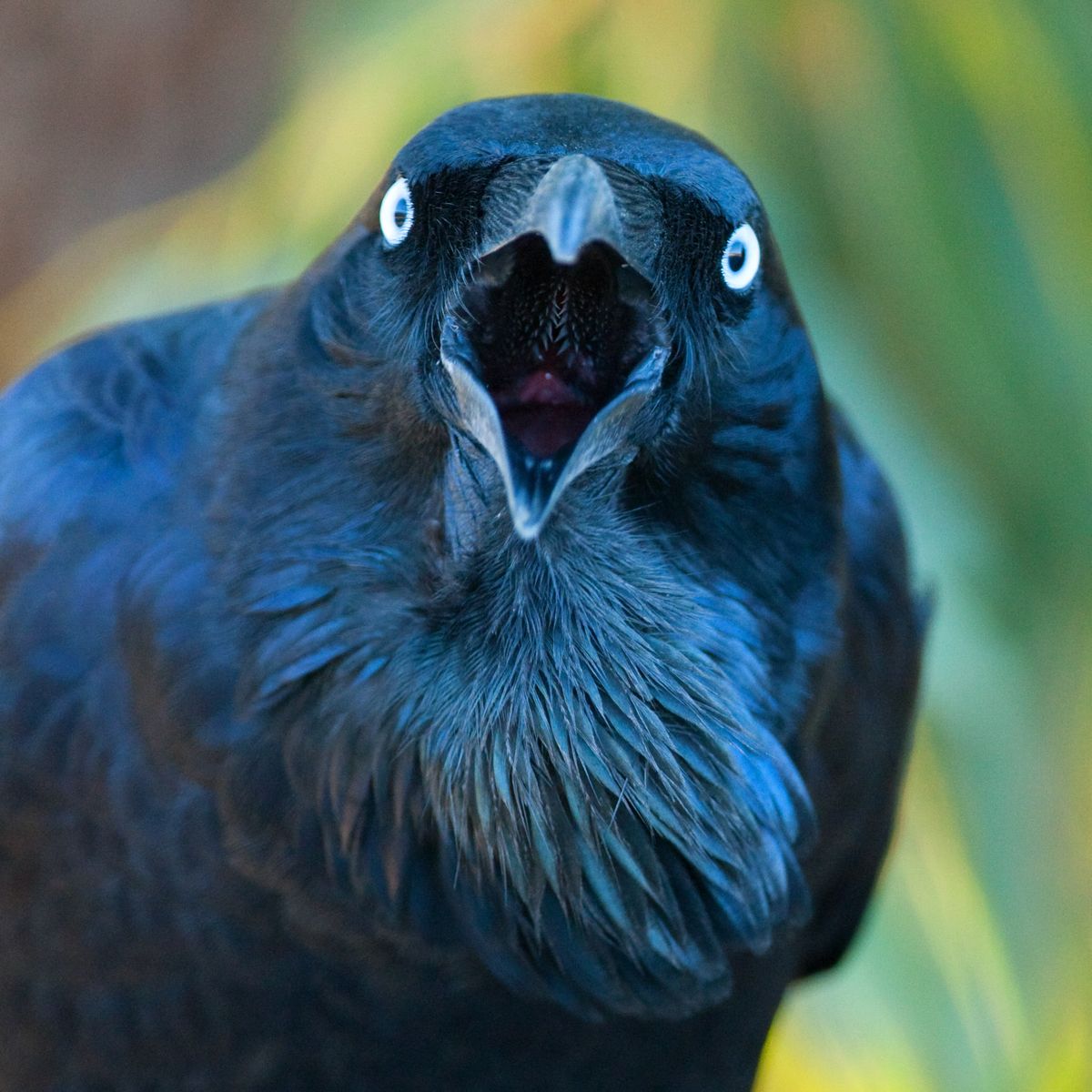 BirdLife WA AGM & Speaker Nights