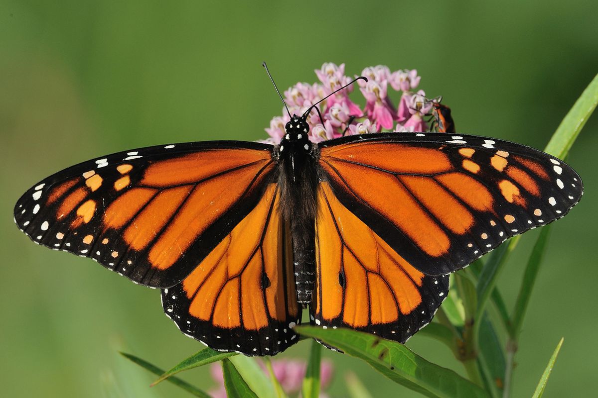 2024 "Ask a Master Gardner" Series - Monarch Butterflies