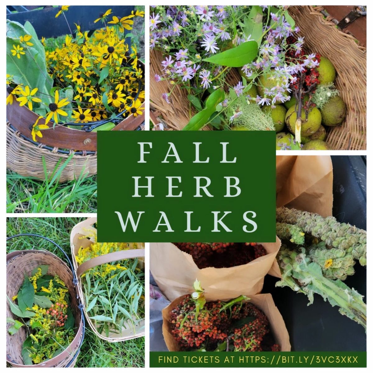 Fall Herb Walk (Cookeville)