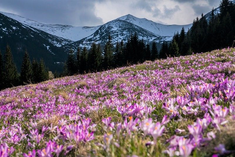 Tatry: krokusy, Sarnia Ska\u0142a i zmro\u017cona Siklawica+4 doliny, 12-13.04