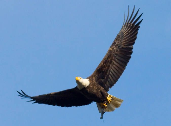 Bird Walk with Debbie Beer 