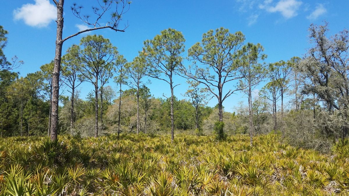 Native Plant Hike at the Florida Botanical Gardens