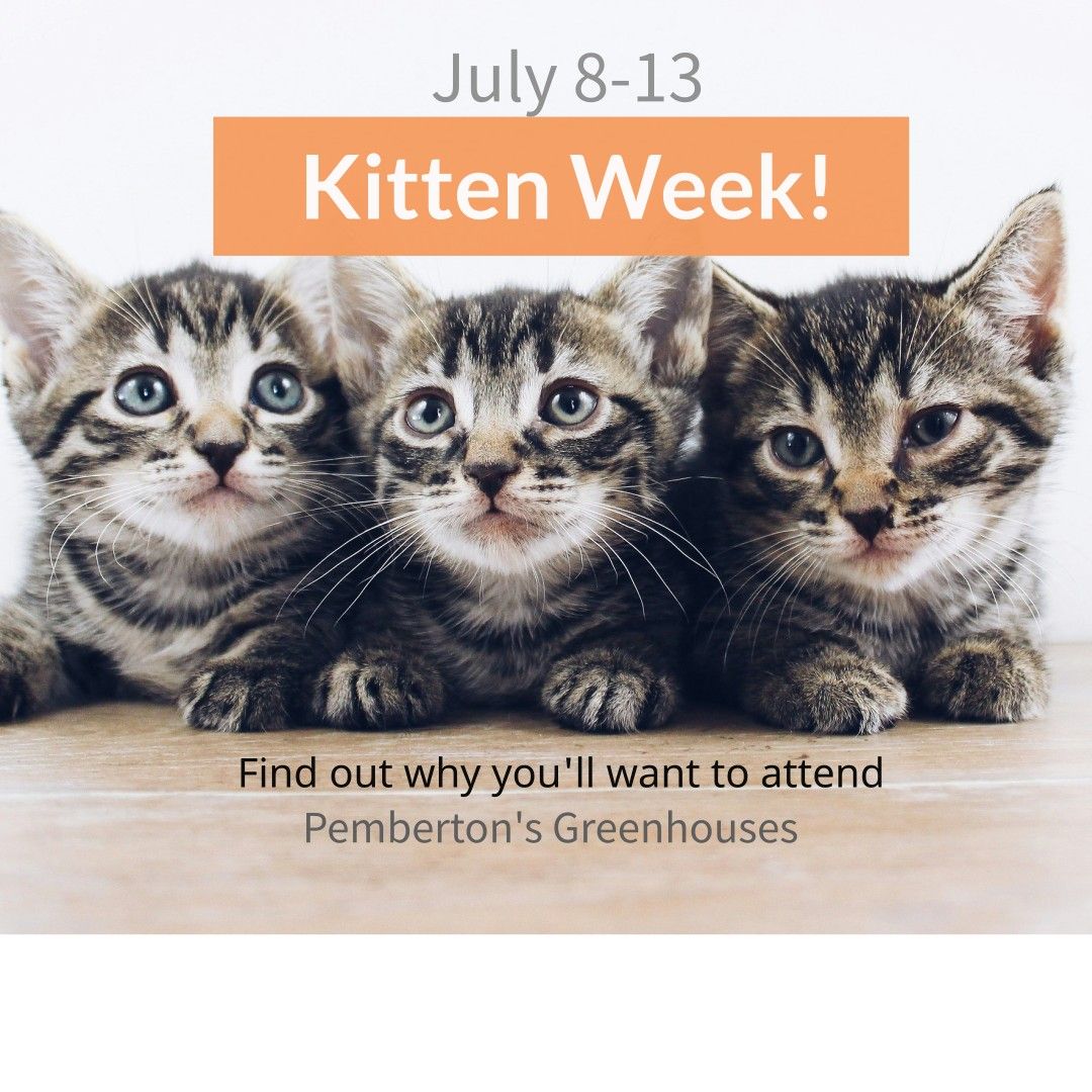 Kitten Week at Pemberton's to help homeless & orphaned kittens