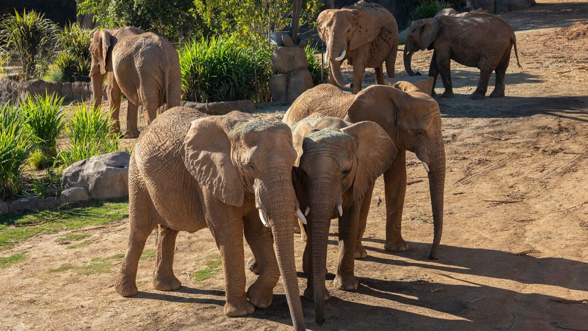 Water For Elephants - Hartford