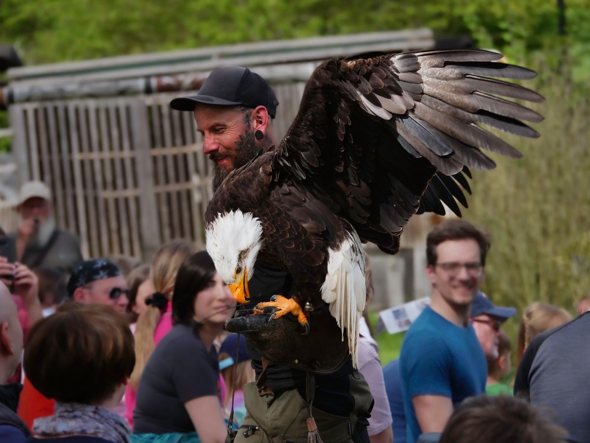 Greifvogelflugschau