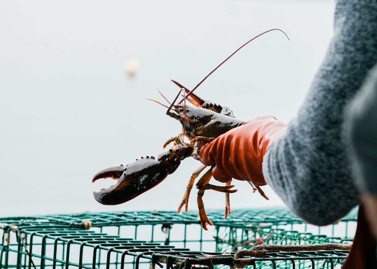 Cousins Maine Lobster at Rosedale Town & Country