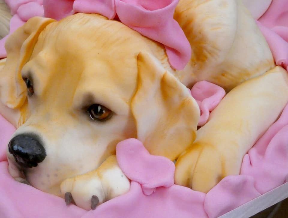 Labrador Puppy Sculpted Cake Class - Wiltshire