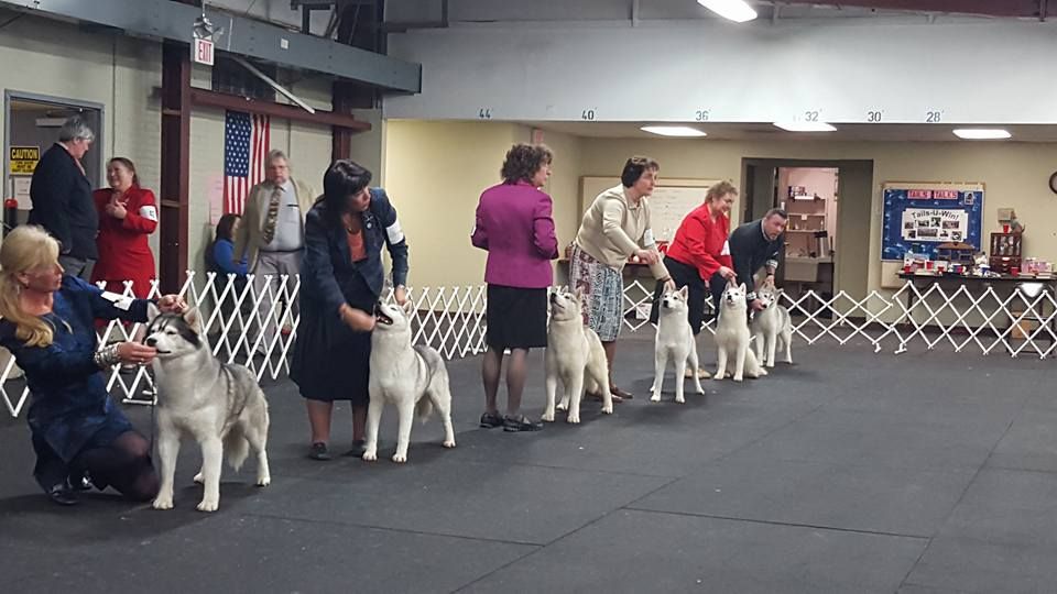 Siberian Husky Specialty Show and Obedience Trial