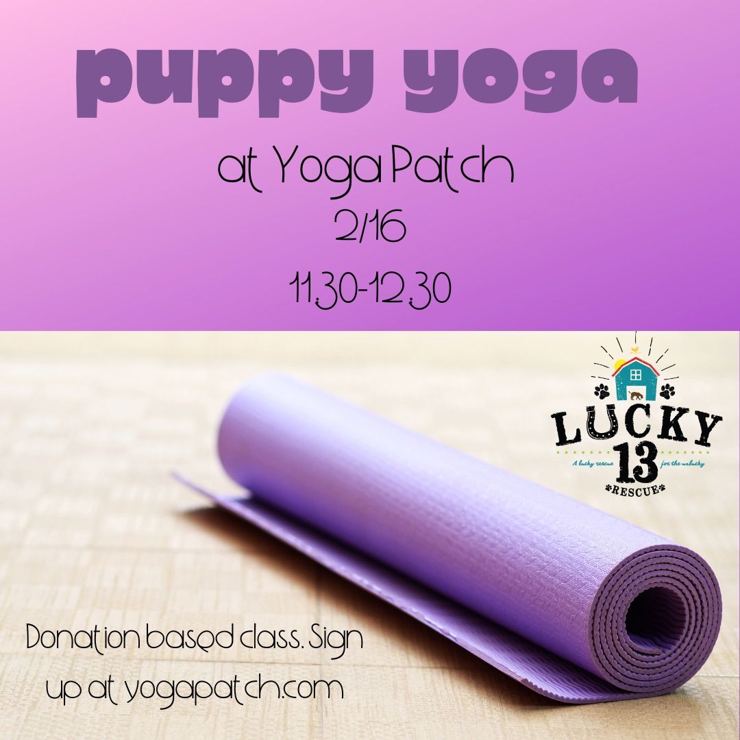 Lucky 13 Puppy Yoga at Yoga Patch