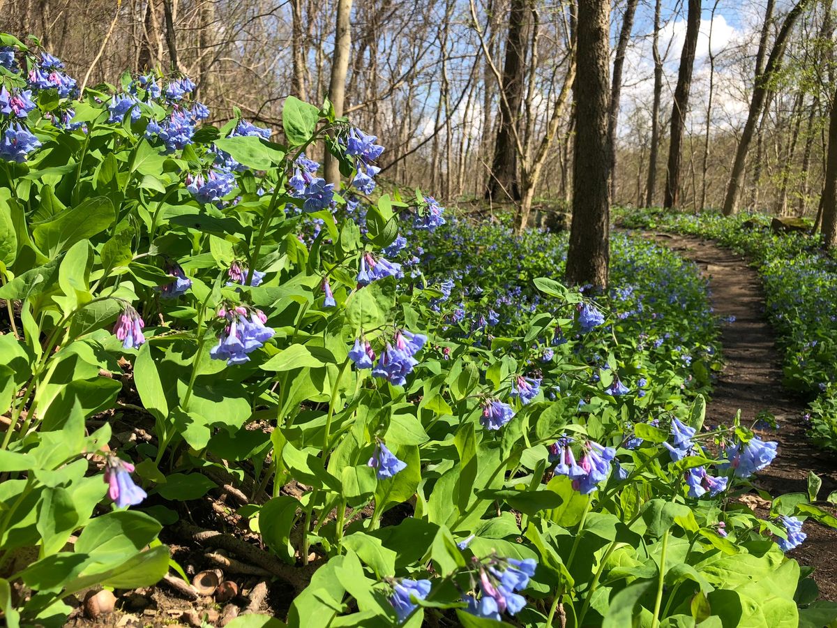 Spring Flower Festival at WVU Core Arboretum