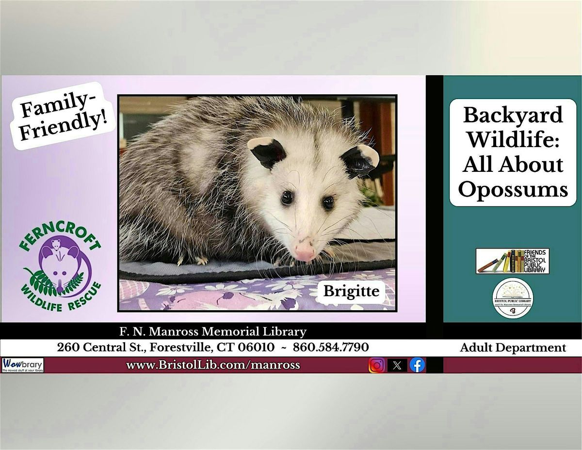 Backyard Wildlife: All About Opossums!