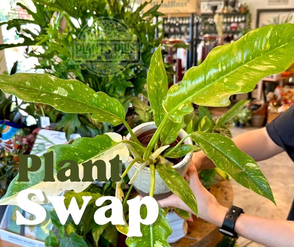 House Plant Swap