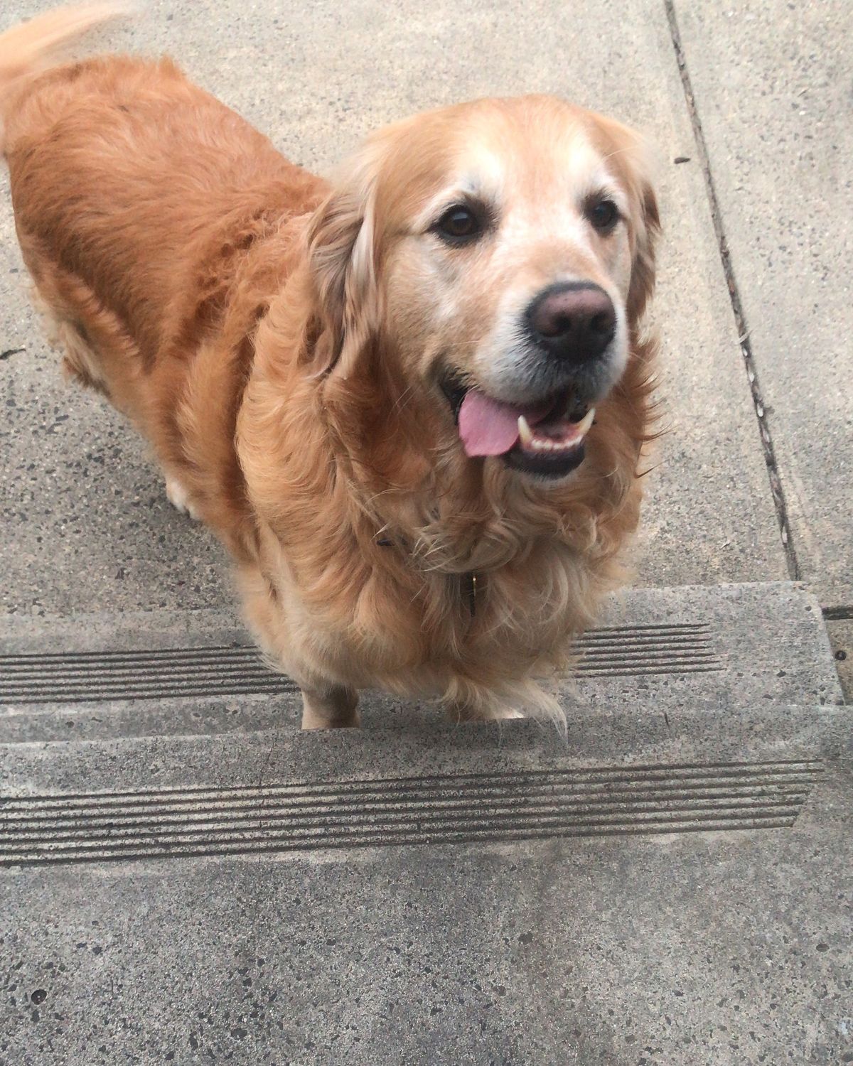 Fur Baby Dog Sitting