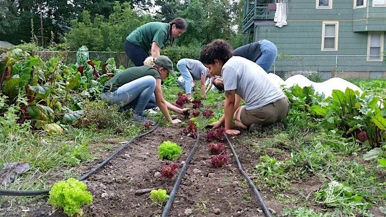 Saturday Volunteer & Learning Day on the Souper Farm 6.6