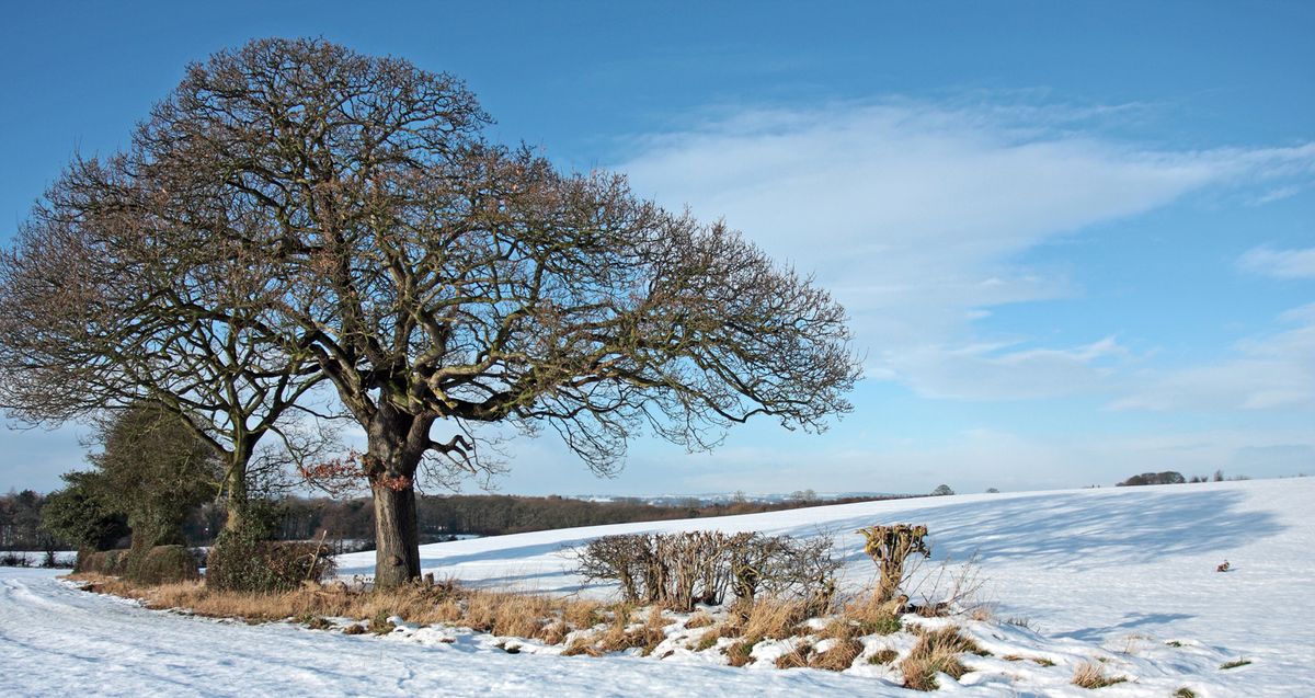 Discover winter trees at Eithinog