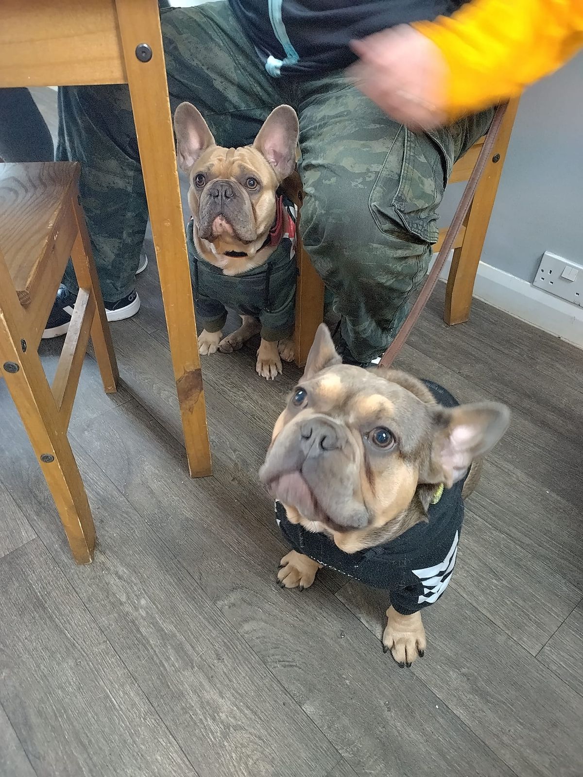 Pugs & Frenchie Meet Up!!