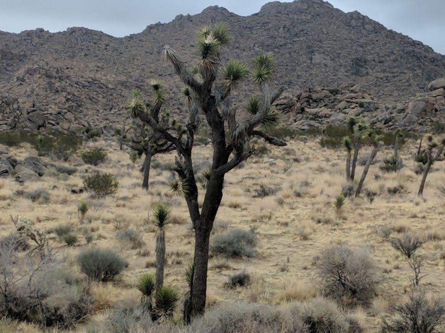 Find What You're Looking for at Joshua Tree