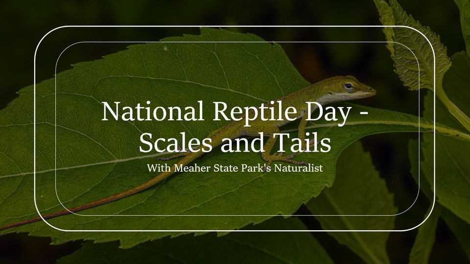 National Reptile Day 2023 - Scales and Tails, Meaher State Park-Alabama ...