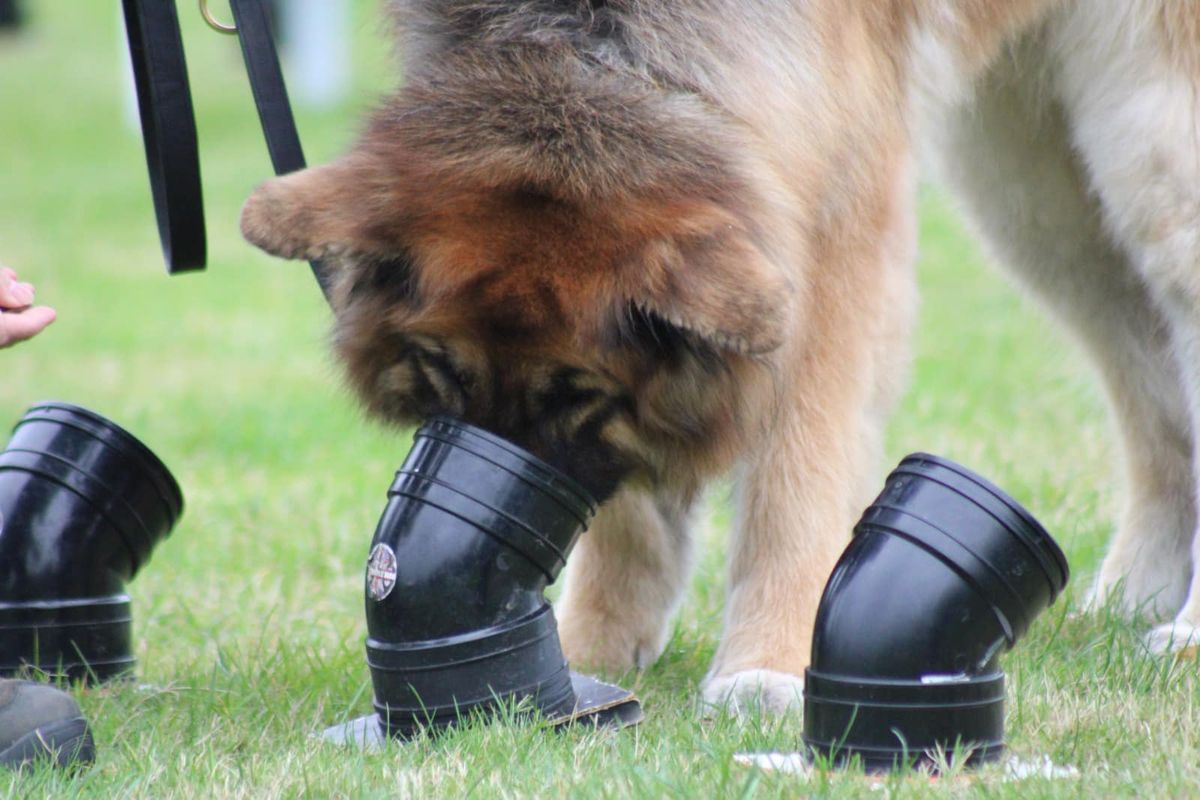 UK Sniffer dogs Taster session