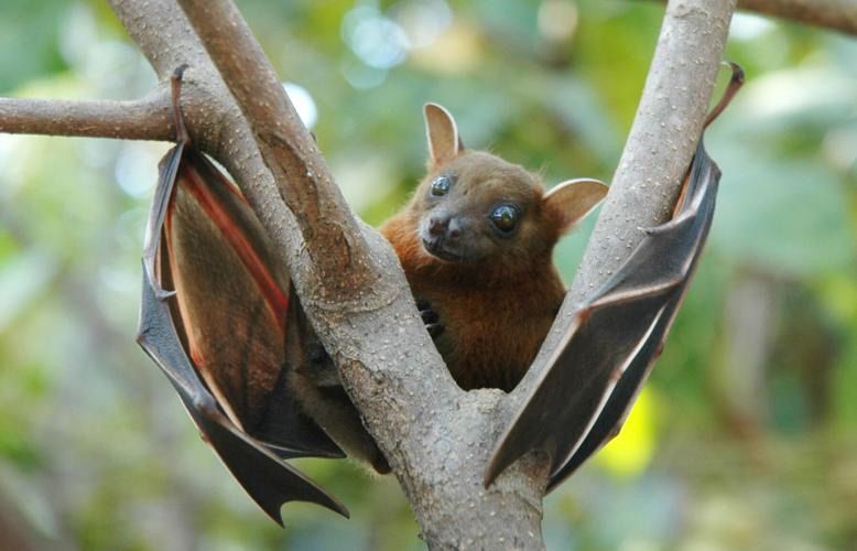 Wildlife Wednesday-Marsh Haven Nature Center-Bats! 