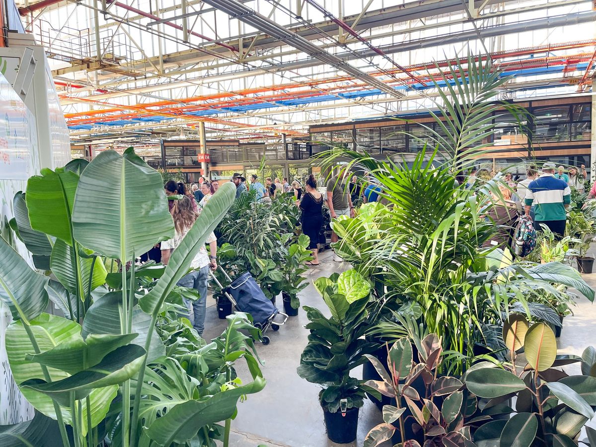 HUGE Indoor Plant Sale at Sunday Funday Markets