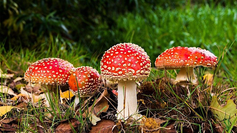 Clay Mushroom Sculptures with Poppy