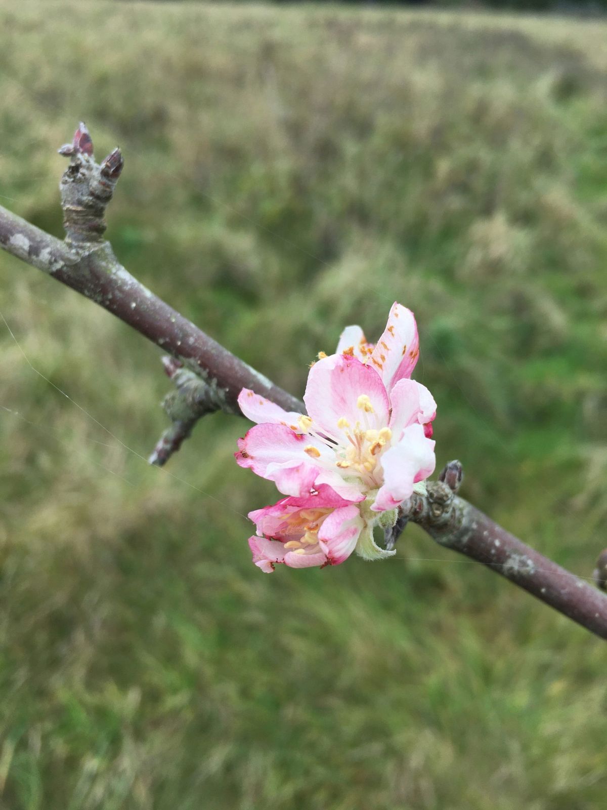 Spring Equinox Ceremony - The Land 