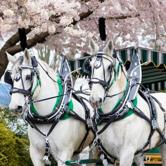 Stanley Park Horse-Drawn Guided Tour