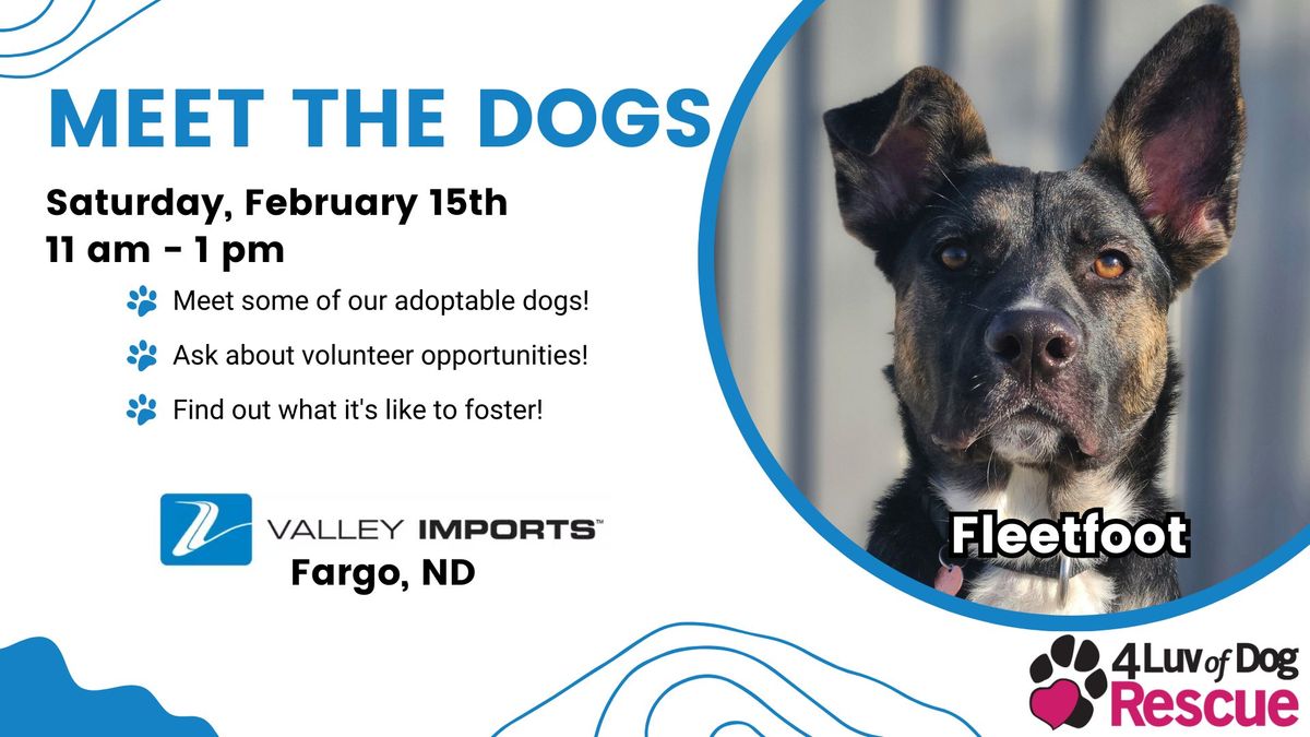 Meet the Dogs at Valley Imports