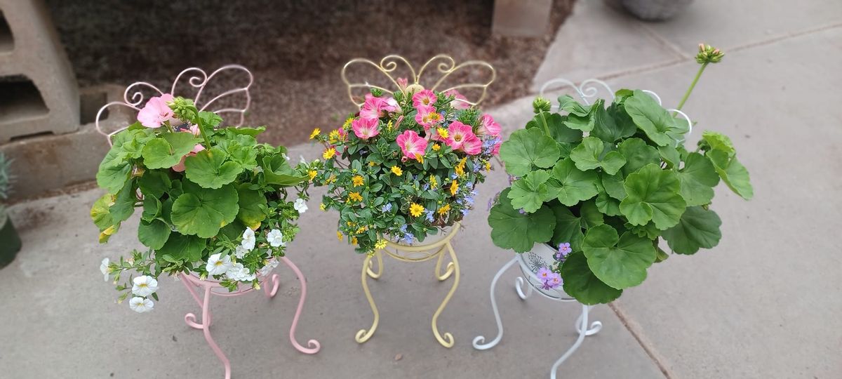 Mother's Day Giveaway & 20% Sale on Annuals, Hanging Baskets