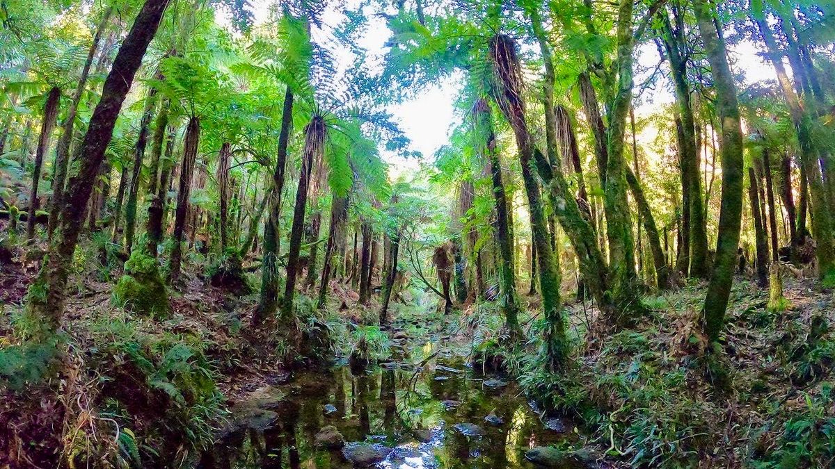 Group Run: Kaimai Range (from Tauranga end)