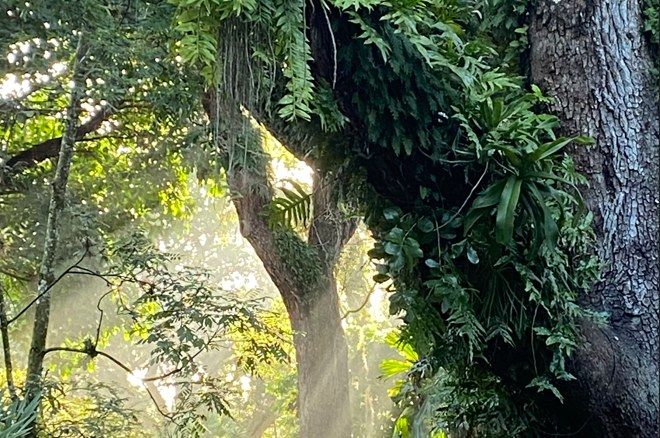 Forest Bathing at Flamingo Gardens