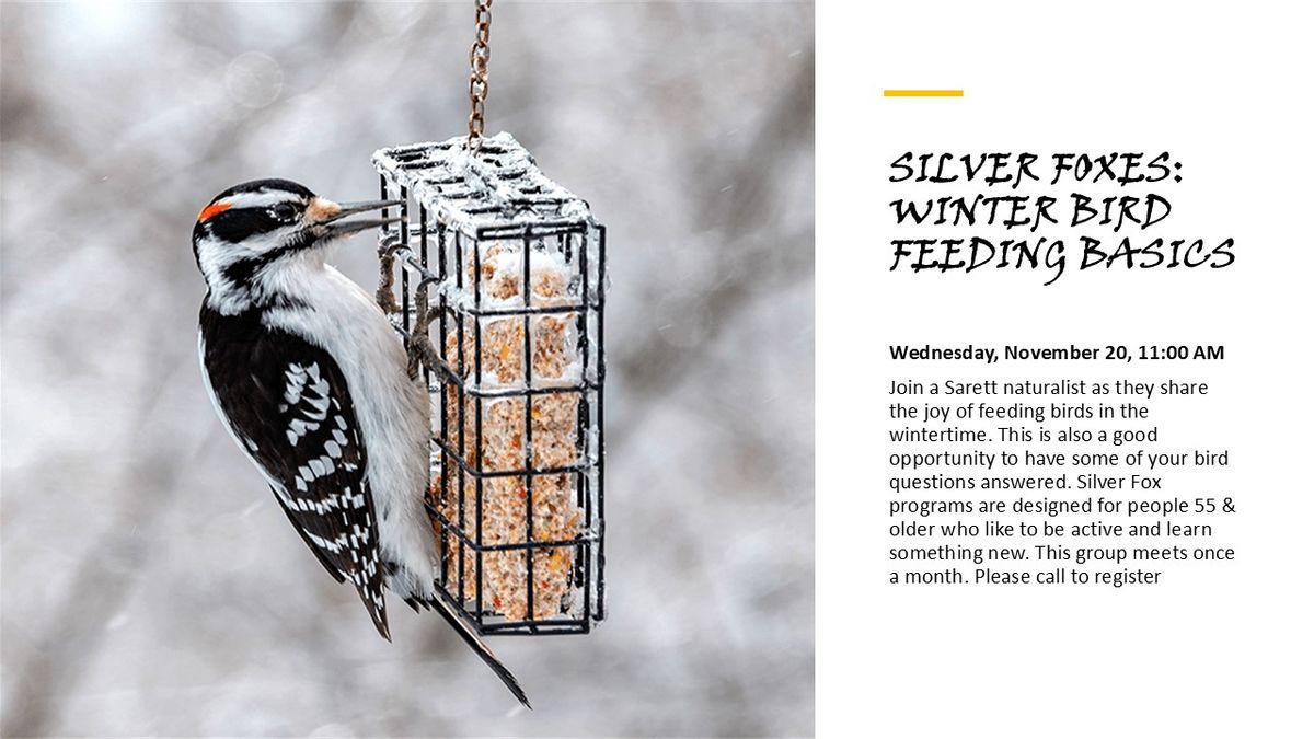 Silver Foxes Winter Bird Feeding Basics