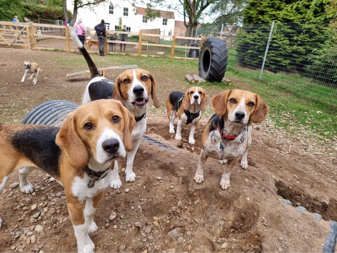 Beagle Bonanza! Breed Specific play date - Beagles