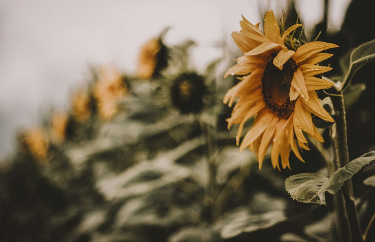 Rukuwai Farms - SUNFLOWER FIELD -  OPEN DAYS