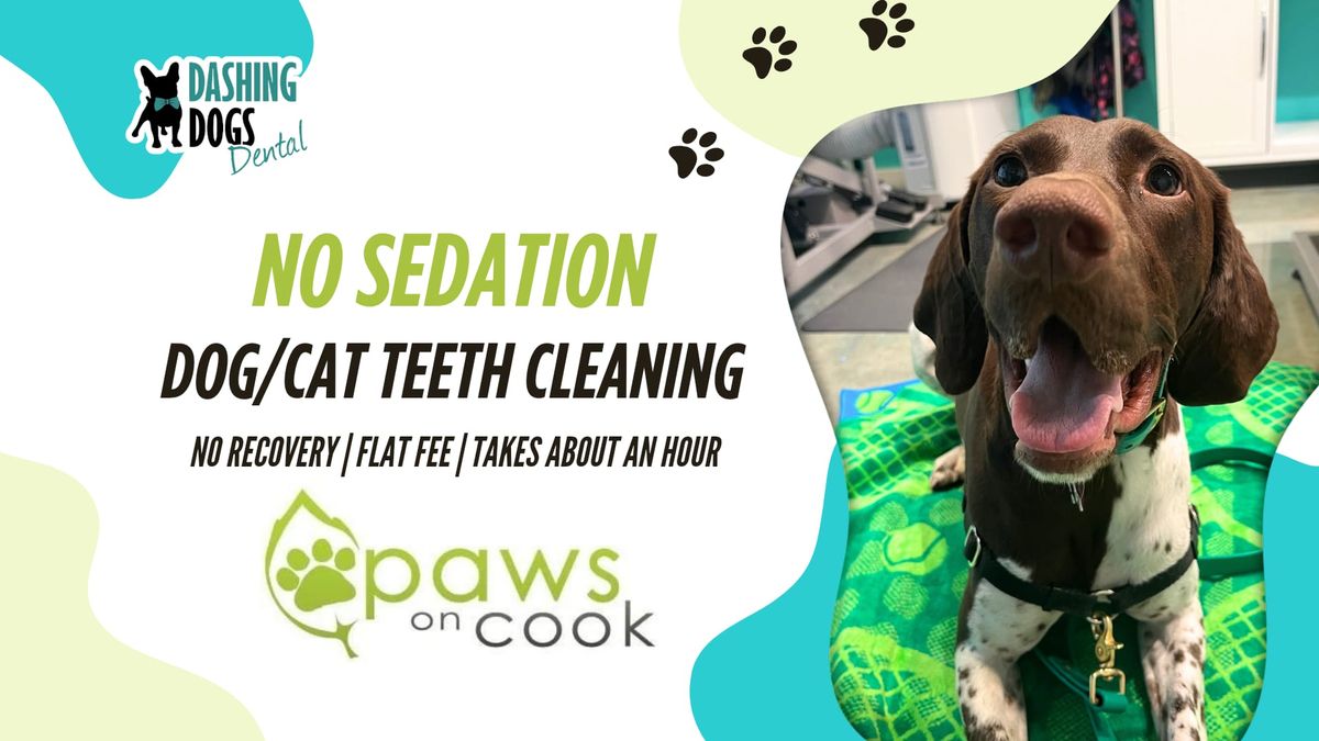 No Sedation Pet Teeth Cleaning - Victoria
