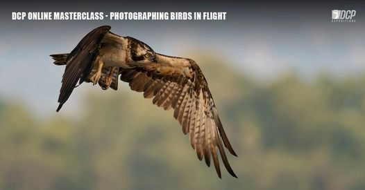 DCP Online Masterclass - Photographing Birds in Flight, June 2021