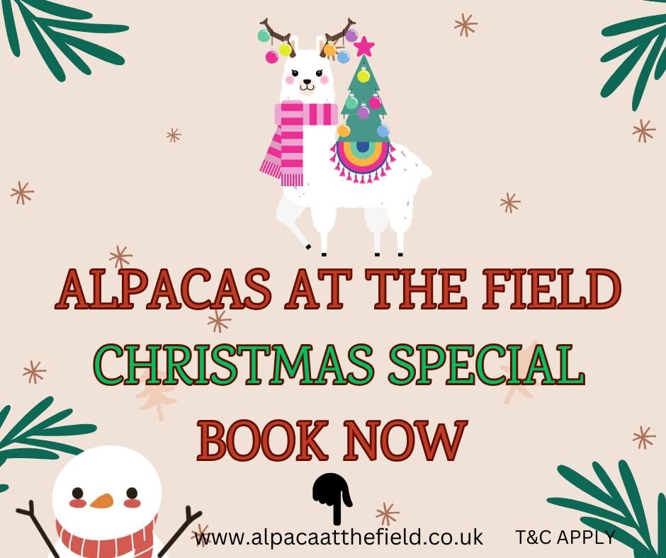 Alpacas at the Field Christmas Special