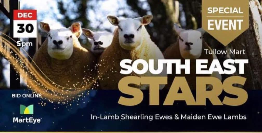 South East Stars In-Lamb Ewe and Maiden Ewe Lamb Sale