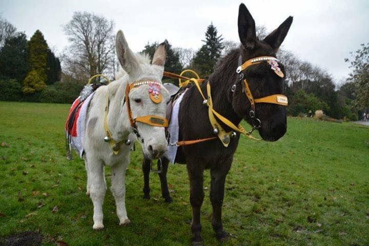 Haworth\u2019s Nativity Parade