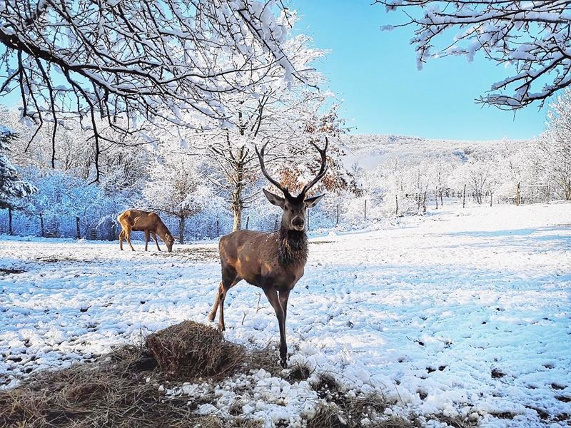 Ran\u010d jelena i Rastoke