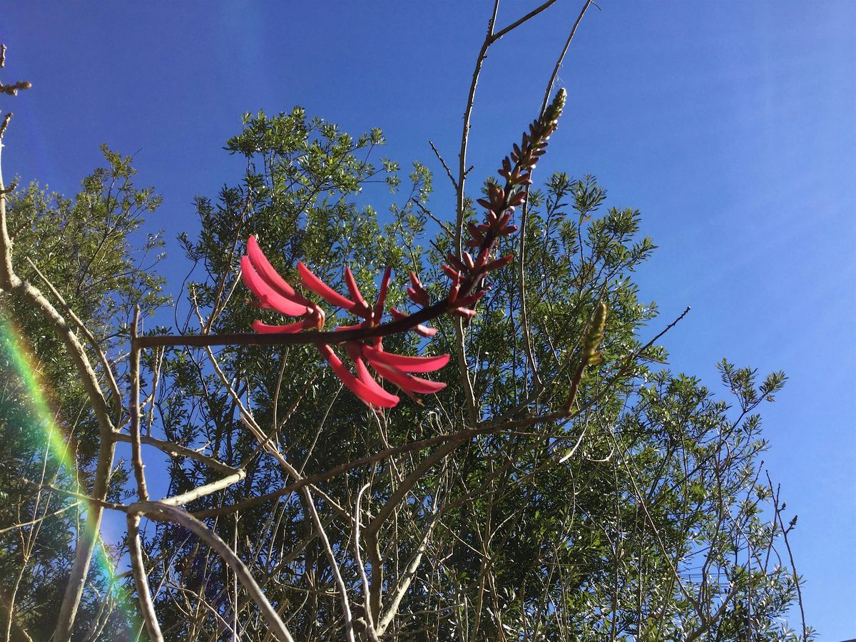 A January Tree Walk & Talk Rooted in Central Florida