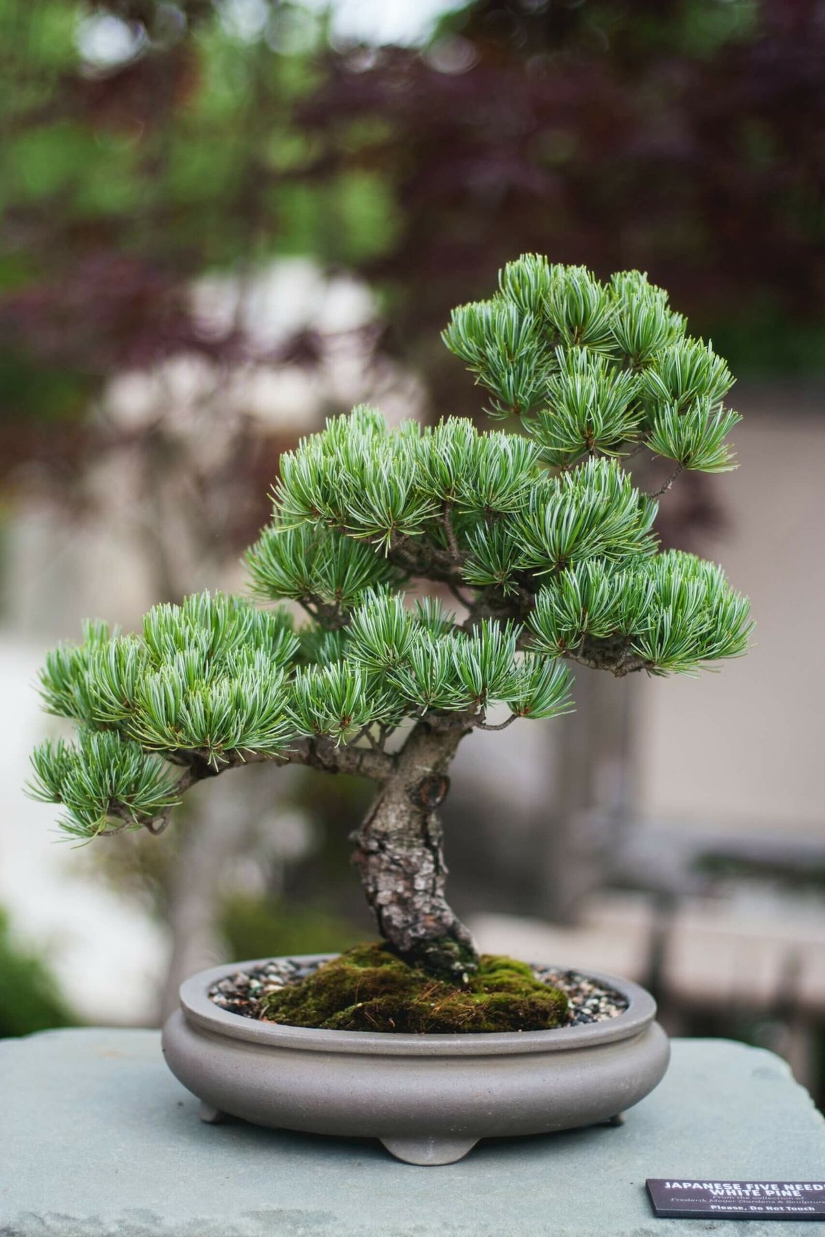 The Living Art of Bonsai