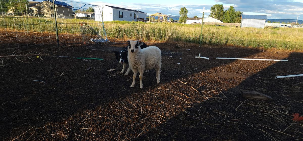 Shadow Paws Go West MSSA sheep Trial