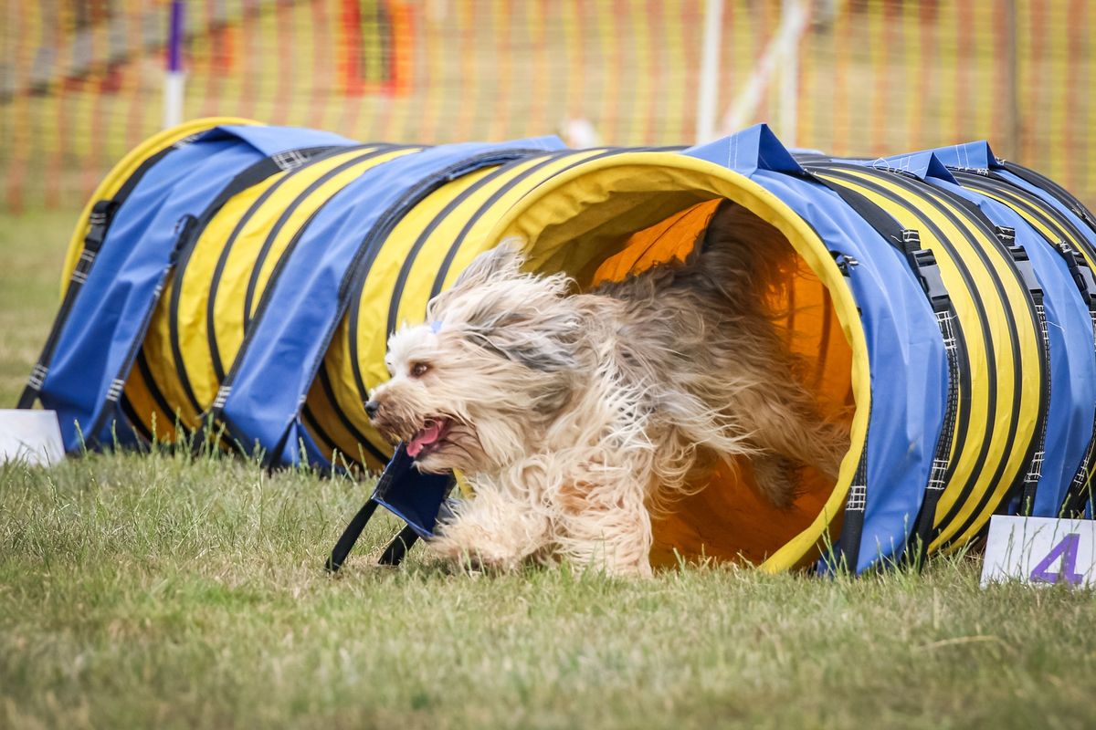 Beginners Fun Agility