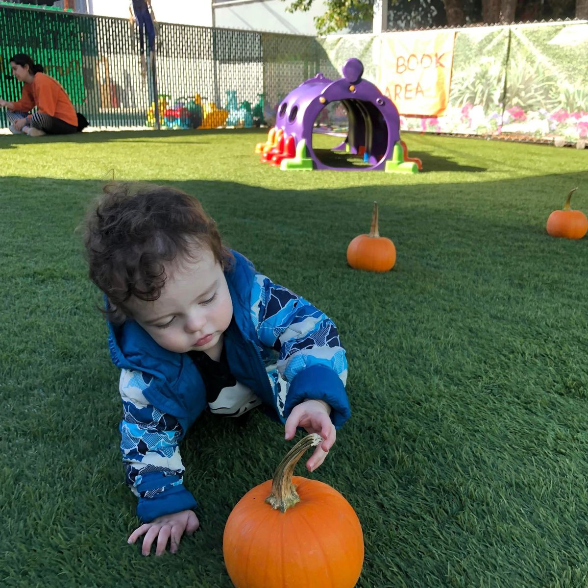 On Campus Pumpkin Patch 